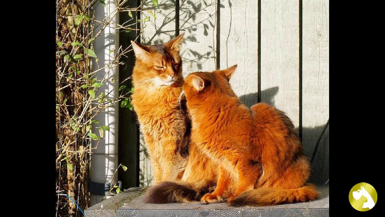 Сомалийская кошка:  идеальный друг для неунывающих весельчаков
