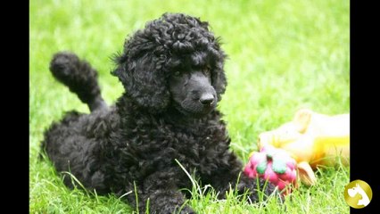 Карликовый пудель:  верный микро друг