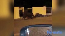 Un sanglier dans les rues de Six-Four