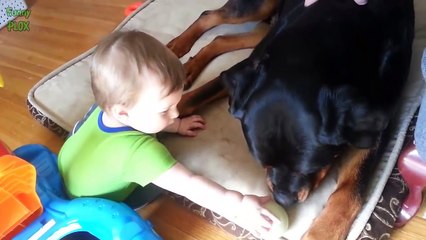 Big Dogs Playing with Babies Compilation 2016