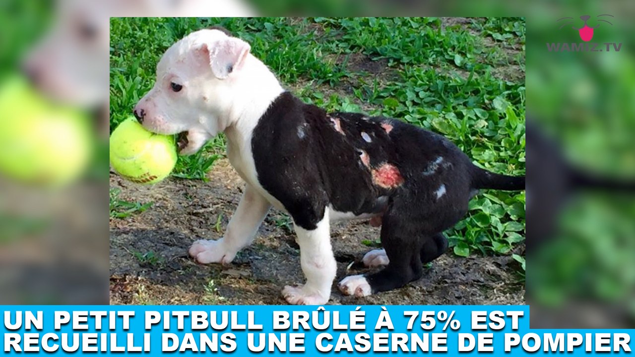 Un petit pitbull brûlé à 75% est recueilli dans une caserne de pompier ! Tout de suite dans la Minute Chien #188