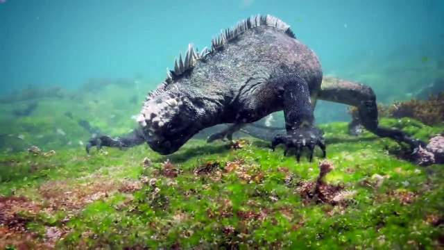 Un iguane Godzilla , repéré au large des îles Galapagos