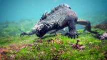 real godzilla in pacific ocean