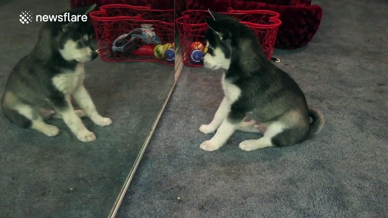 Puppy confused by 'other puppy' in mirror