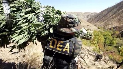 The DEA Had 'Cartel Funded Sex Parties'