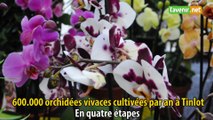 600.000 orchidées vivaces cultivées par an à Tinlot