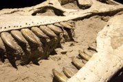 Bilim Adamları Dinozorların Sonunu Getiren Meteordan Parça Alacak