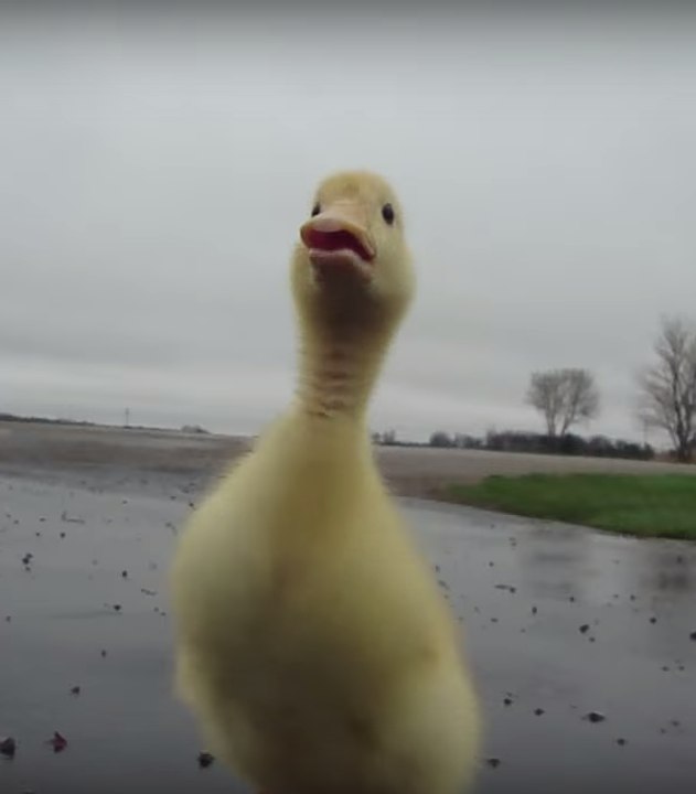 A duckling goes for a walk