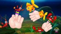 Fish Finger Family( AQUATIC FAMILY)| Baby Songs | Nursery Rhymes | Kids Songs Baby Songs Collection