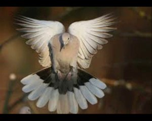 Chanson CE N' EST RIEN