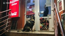 Begging dog keeps store owner 'hostage' in her own shop