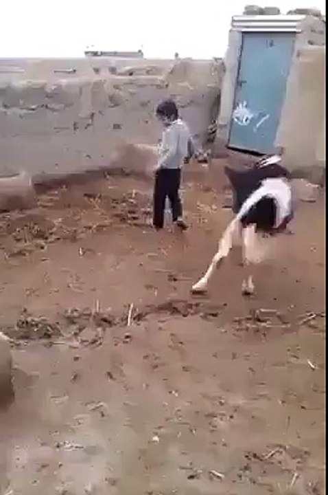 Funny Baby Bull Fighting