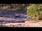 ---animalsfunnyvideo  فيديو رهيب اشرس  قتال بين الحيوانات