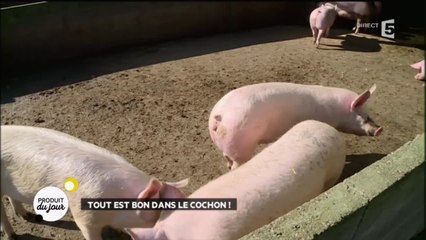 Tout est bon dans le cochon !