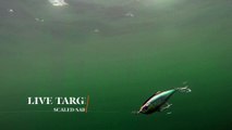 How Lures Swim: Live Target Scaled Sardine
