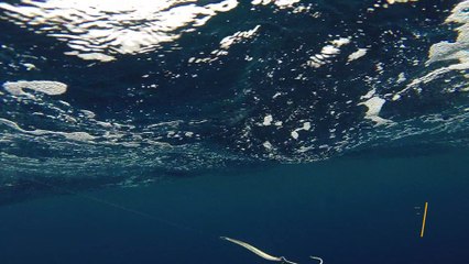 How Lures Swim: Luhr-Jensen Krocodile Spoon