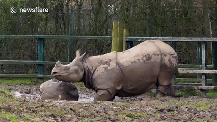Rhino attacks large rock in zoo enclosure