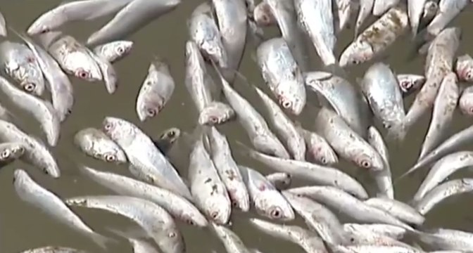 Miles de sardinas muertas en el río Queule, en Chile
