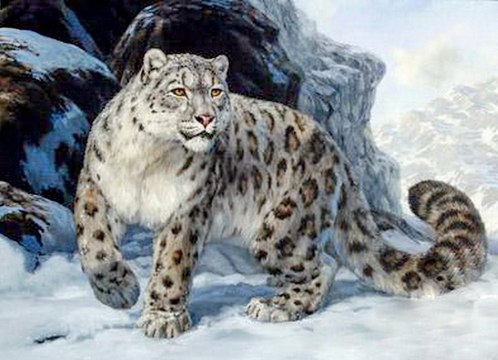 СНЕЖНЫЙ БАРС