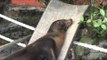 Lazy Sea Lions Flop Onto Lawn Chairs for a Nap