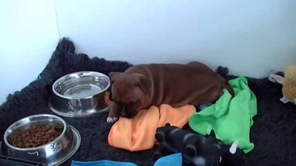 40ème vidéo Chiot n° 4 Femelle de la 24ème portée de STAFFORDLAND