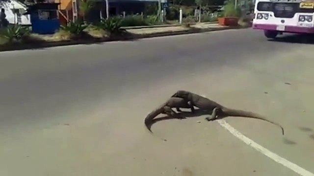 Baston de dragons de komodo en plein milieu de la route...