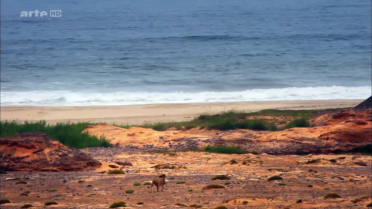 Lions de Namibie, les rois du désert [Documentaire Exclusive] 2016 720p HD