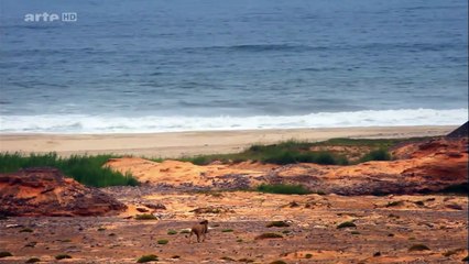 Lions de Namibie, les rois du désert [Documentaire Exclusive] 2016 720p HD