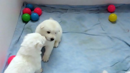 Les chiots de Gaia à 21 jours