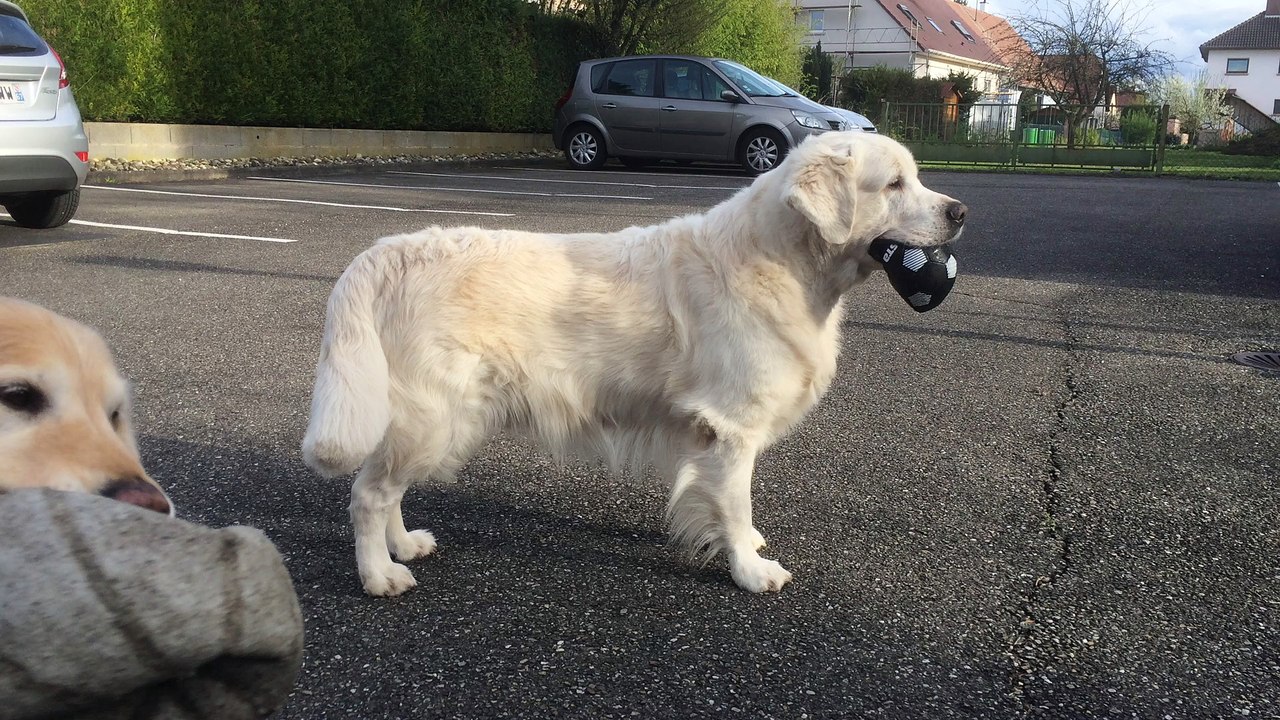 Benji voleur de ballon