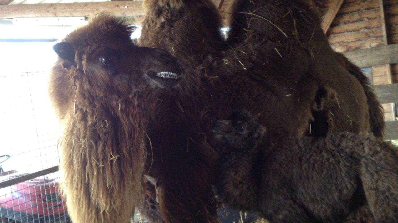 Naissance d'un chamelon au parc animalier d'Ecouves