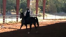 Horseshoe Ranch Equestrian Team: Tere Dressage Test