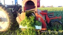 Special- AVR Puma   Knolselderij / Celeriac harvest 2012 - Van Es