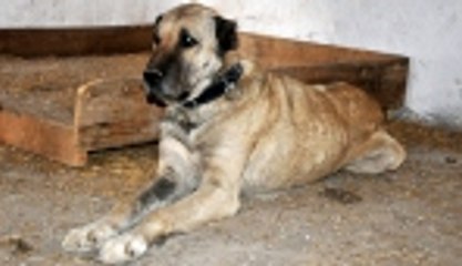 'Panzer' için seferber oldular