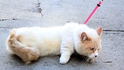 People Try Walking Their Cats