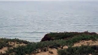 Whales Spouting off San Francisco Coastline 081109