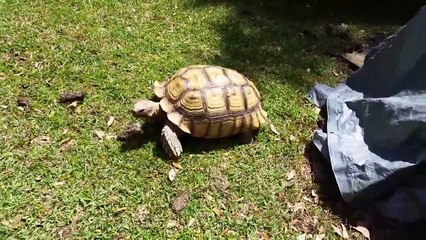 African spur thigh tortoise DAISY THE MALE TORTOISE .
