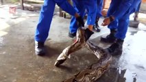 Serpiente de 250 kilos fue hallada a los alrededores de una construcción