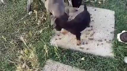 Rottweiler VS Pitbulls