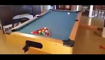 Cats playing on Pool Table - Expensive Cat Toy - funny