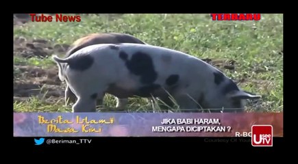 Jika Babi Haram, Mengapa Diciptakan - Berita Islami Masakini