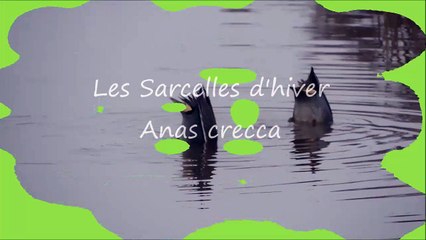 Les Sarcelles d'hiver