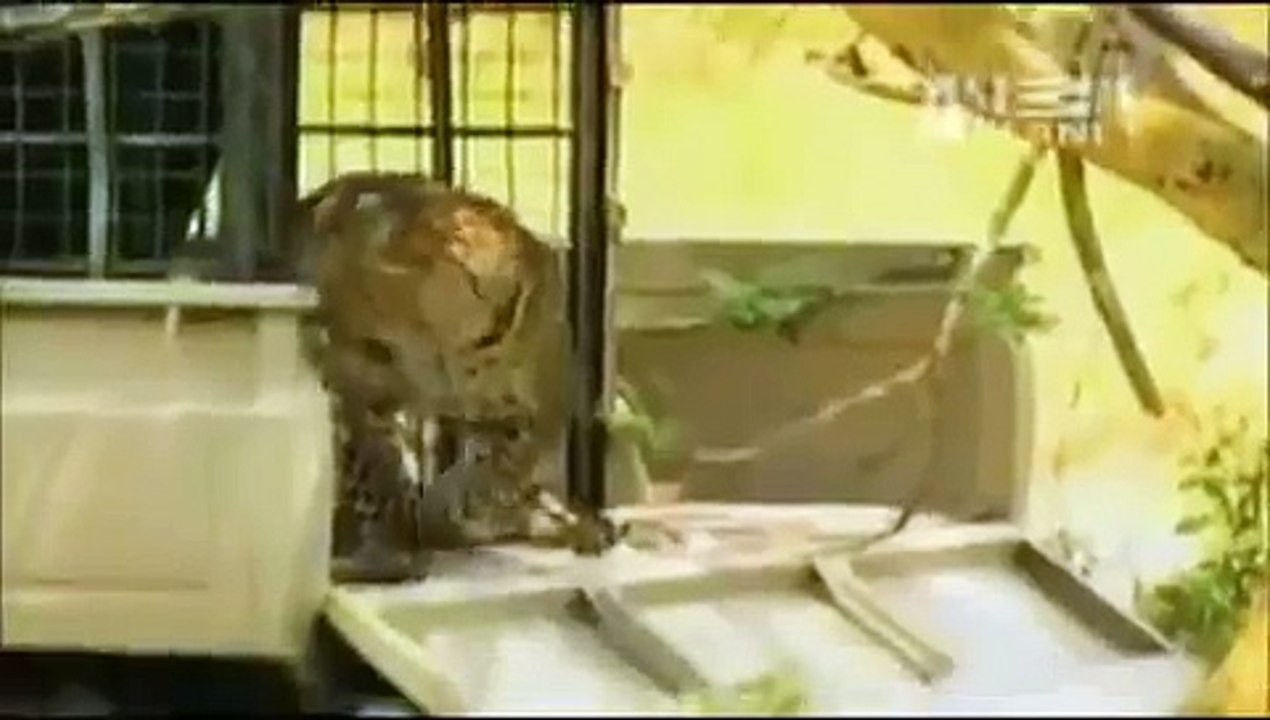 Never Poke a Leopard Dramatic Leopard Attack not for sensitive viewers
