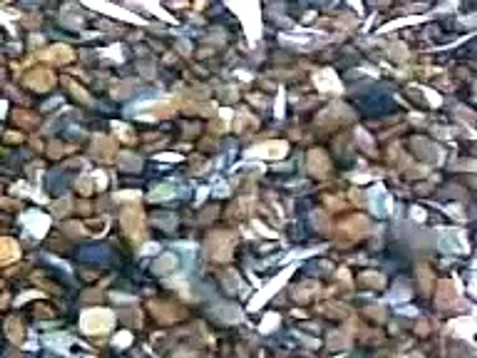 foraging flipping whitebait on Brighton beach