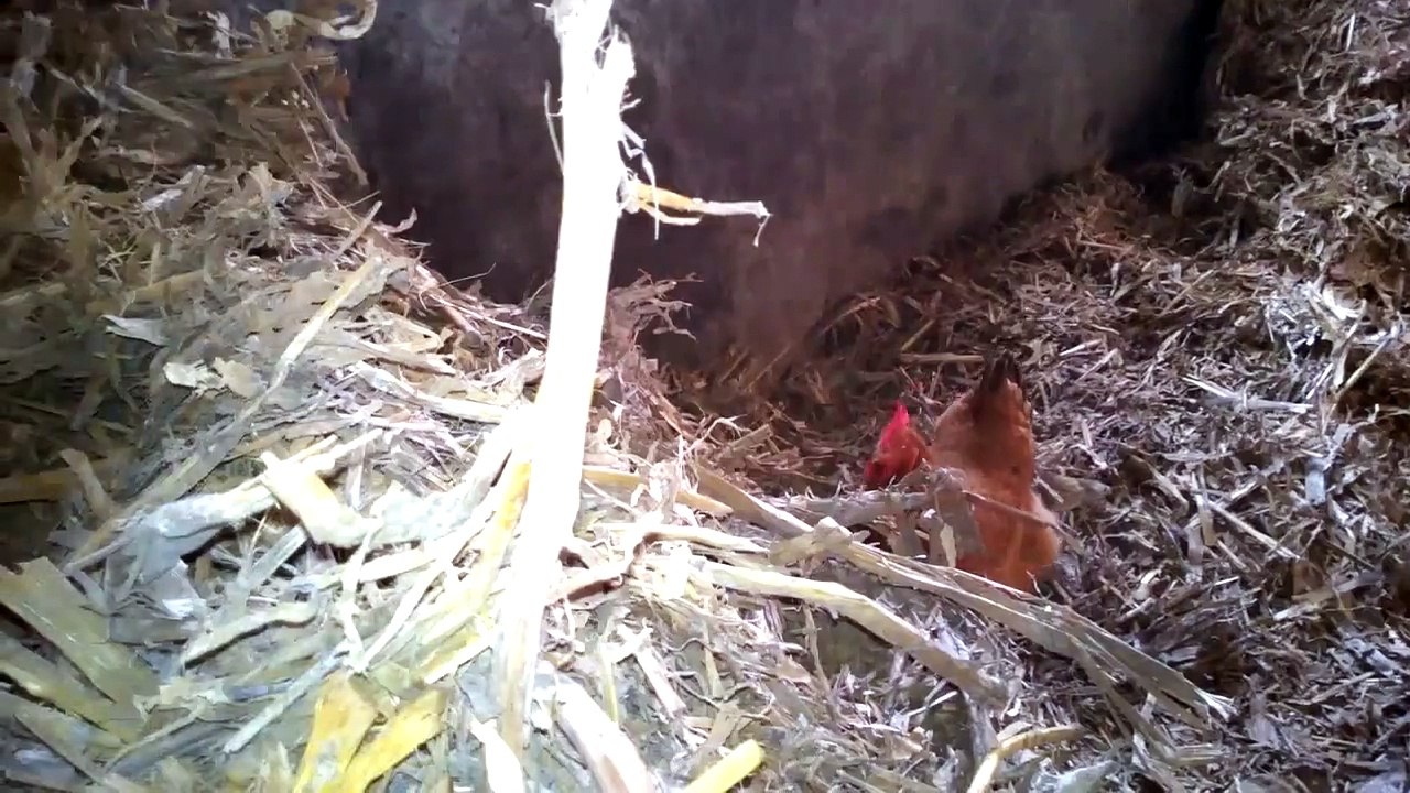 la mia rosita gallina affettuosa