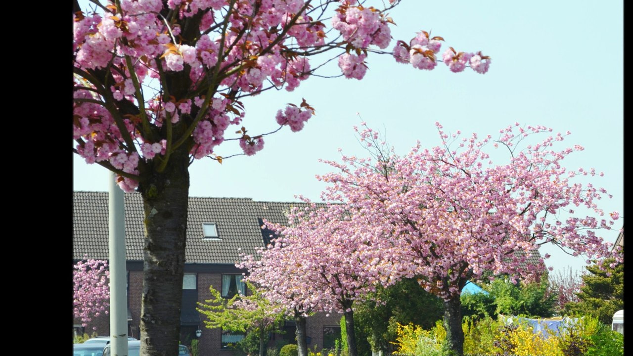 CHERRY BLOSSOM in Germany - KIRSCHBLÜTE in Deutschland