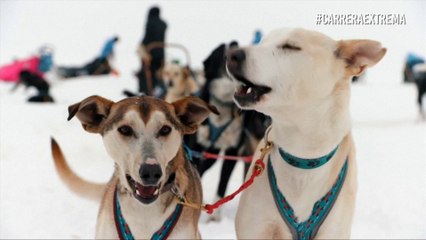 Trineo bajo las estrellas: Una competencia extrema pero maravillosa