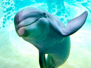 5 Things You Didn't Know About Dolphins