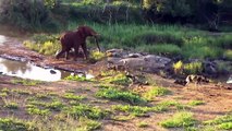 Wild animals play fighting  type of Biggest African Animals