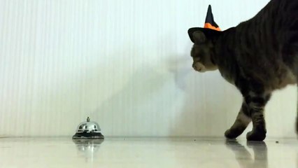 En faisant sonner la clochette ce chat commande son petit déjeuner !